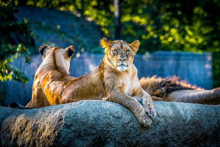 Dierentuin ARTIS SEO-strategie en aanpak